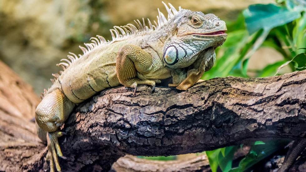 Green Iguana Care Sheet PetMD